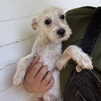 Caleb -  Terrier Dog for Adoption in Sonoma, California - Caleb | PetCurious
