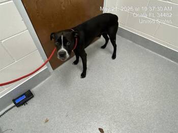 Pit Bull Terrier Dogs Available for Adoption in Ocala, Florida - A382731 | PetCurious