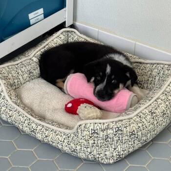 Zoomie -  Cattle Dog and Mixed Breed Dog for Adoption in Tacoma, Washington - Zoomie | PetCurious