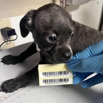 Mantis -  Mixed Breed Dog for Adoption in Charleston, West Virginia - Mantis | PetCurious
