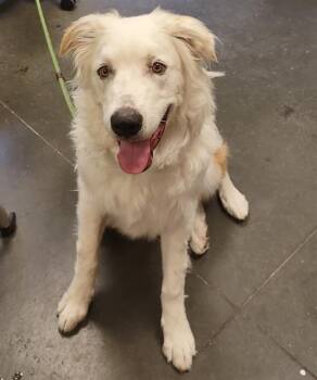 KODA -  Great Pyrenees and Anatolian Shepherd Dog for Adoption in Santa Cruz, California - KODA | PetCurious