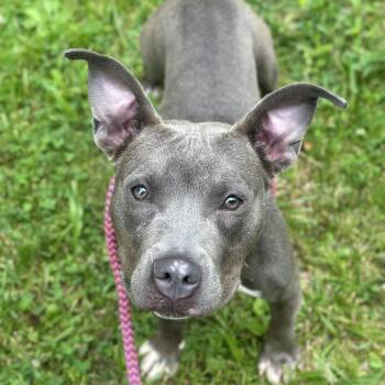 Rescue Mixed Breed Dogs for Adoption in Chattanooga, Tennessee - Eclipse | PetCurious