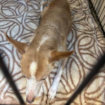 Mixed Breed Dogs Available for Adoption - Eloise | PetCurious