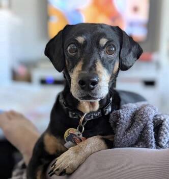 Flynn -  Chiweenie Dog for Adoption in Powell Butte, Oregon - Flynn | PetCurious