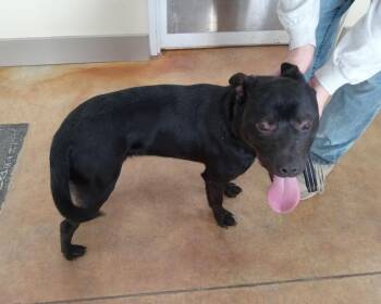 Pit Bull Terrier and Rat Terrier Dogs Available for Adoption - Callahan | PetCurious