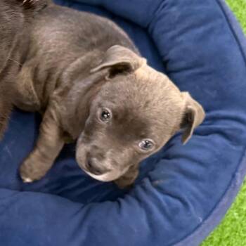 Spaniel Dogs Available for Adoption in San Jacinto, California - Azure | PetCurious