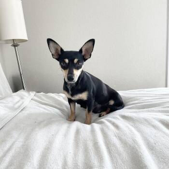 Darling Mochi -  Chiweenie and Chihuahua Dog for Adoption in Burlington, North Carolina - Darling Mochi | PetCurious