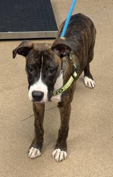 Las Vegas -  Mixed Breed Dog for Adoption in Chamblee, Georgia - Las Vegas | PetCurious