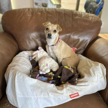 Rescue Chihuahua Dogs for Adoption in Park Row, Texas - Kendall- HW+ | PetCurious
