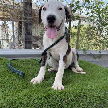 Snickers -  American Staffordshire Terrier Dog for Adoption in Harlingen, Texas - Snickers | PetCurious