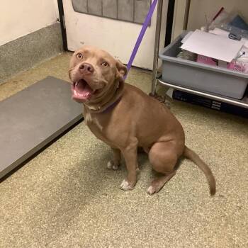 IVHS-Stray-142106 -  Pit Bull Terrier Dog for Adoption in San Gabriel, California - IVHS-Stray-142106 | PetCurious