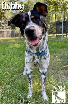 Dobby -  Australian Cattle Dog Blue Heeler Dog for Adoption in Magnolia, Texas - Dobby | PetCurious