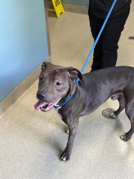 Rescue Mixed Breed Dogs for Adoption in Newton, North Carolina - EUGENE | PetCurious