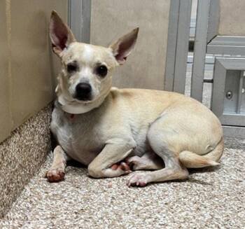 Chihuahua Dogs Available for Adoption in Fort Collins, Colorado - Nima | PetCurious