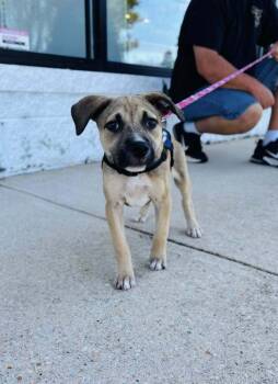 Rescue Mixed Breed Dogs for Adoption in Milton, Delaware - Finch | PetCurious