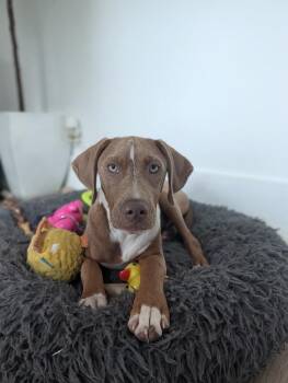 Birdie Bright Eyes -  Basset Hound and Pit Bull Terrier Dog for Adoption in Friendswood, Texas - Birdie Bright Eyes | PetCurious