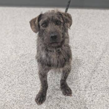 Wirehaired Dachshund and Basset Hound Dogs Available for Adoption in Smithville, Tennessee - Spruce | PetCurious