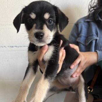 Rebecca -  Mixed Breed Dog for Adoption in Springboro, Ohio - Rebecca | PetCurious