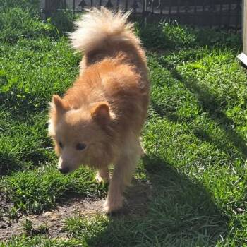 Pomeranian Dogs Available for Adoption in Overland Park, Kansas - Lucille | PetCurious