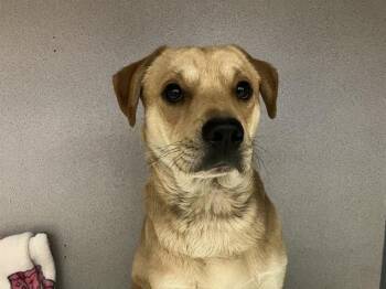Labrador Retriever and Beagle Dogs Available for Adoption in Camarillo, California - FRANCIS | PetCurious