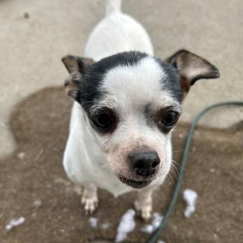 Rescue Chihuahua Dogs for Adoption in Columbia, South Carolina - Fredrick | PetCurious
