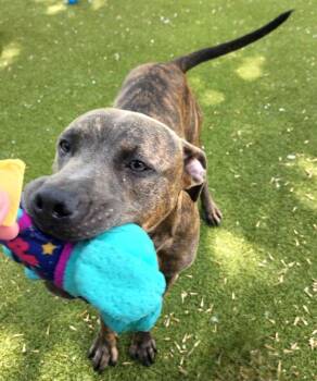Bender -  Mixed Breed and Pit Bull Terrier Dog for Adoption in Austin, Texas - Bender | PetCurious