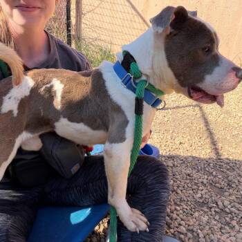Pit Bull Terrier Dogs Available for Adoption - Debo | PetCurious