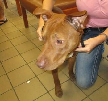 Rescue Labrador Retriever and Mixed Breed Dogs for Adoption in Ocala, Florida - GOLDFISH | PetCurious