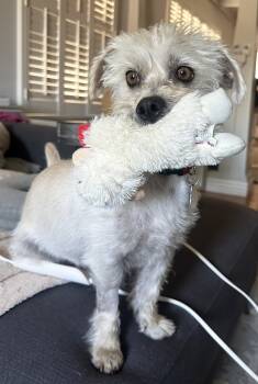 Terrier Dogs Available for Adoption in Los Angeles, California - Ernie | PetCurious