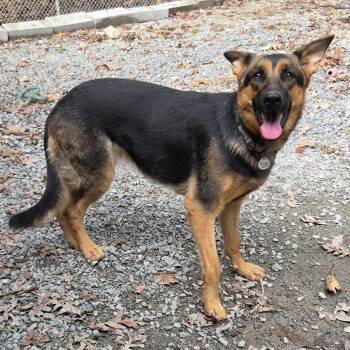 Sheeba Jr. (26-390) -  German Shepherd Dog Dog for Adoption in New Ringgold, Pennsylvania - Sheeba Jr. (26-390) | PetCurious