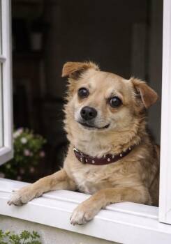 Terrier and Chihuahua Dogs Available for Adoption - Baby | PetCurious