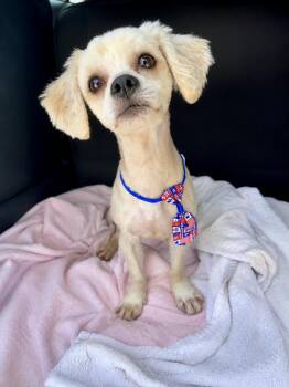 Chewie -  Maltipoo Dog for Adoption in Tifton, Georgia - Chewie | PetCurious