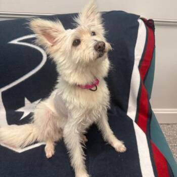 Cowgirl -  Cairn Terrier Dog for Adoption in Houston, Texas - Cowgirl | PetCurious