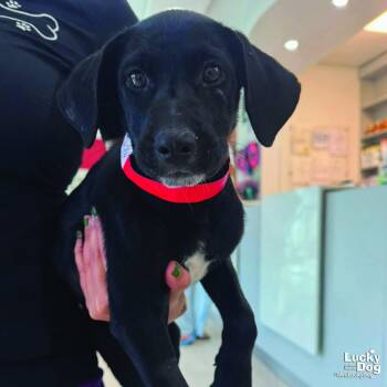 Delia -  Labrador Retriever Dog for Adoption in Washington, District Of Columbia - Delia | PetCurious