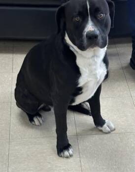 Pit Bull Terrier and Mixed Breed Dogs Available for Adoption in Killeen, Texas - BILL | PetCurious