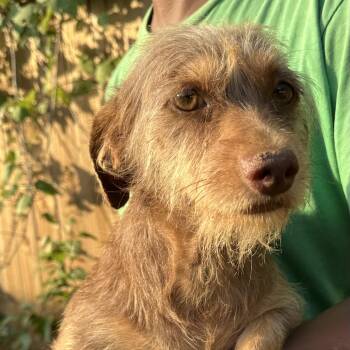 Richey - Local July 10-12 -  Rat Terrier Dog for Adoption in Brookshire, Texas - Richey - Local July 10-12 | PetCurious