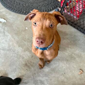 Mixed Breed Dogs Available for Adoption in Dekalb, Illinois - Bowie | PetCurious