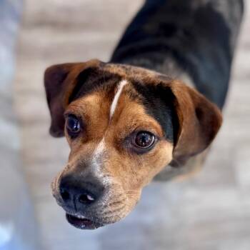 Annie -  Beagle and Mixed Breed Dog for Adoption in Green Bay, Wisconsin - Annie | PetCurious
