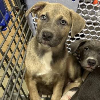 Sable TN -  American Bulldog Dog for Adoption in Poinciana, Florida - Sable TN | PetCurious