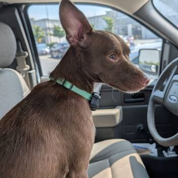 Hana -  Chihuahua Dog for Adoption in Baldwin, Maryland - Hana | PetCurious