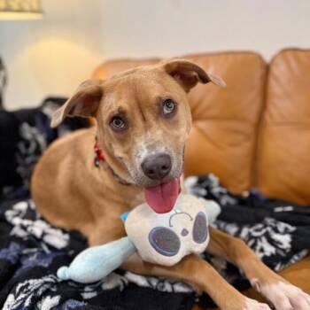 Marley Sunshine -  Pit Bull Terrier and Labrador Retriever Dog for Adoption in Friendswood, Texas - Marley Sunshine | PetCurious
