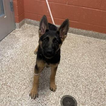 BLAIR -  German Shepherd Dog Dog for Adoption in Pueblo, Colorado - BLAIR | PetCurious