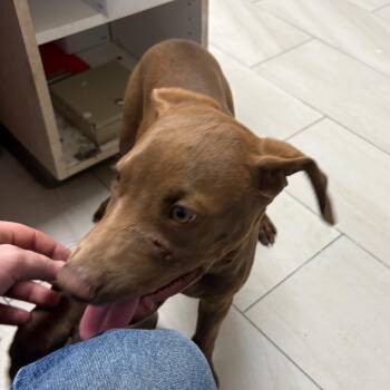 Doberman Pinscher Dogs Available for Adoption - Jess | PetCurious