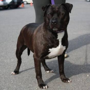 Staffordshire Bull Terrier and Mixed Breed Dogs Available for Adoption in Richmond, Virginia - Rambo | PetCurious