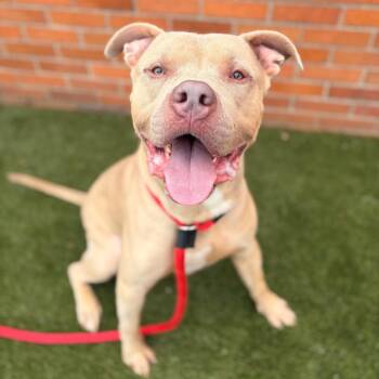 Terrier Dogs Available for Adoption in Philadelphia, Pennsylvania - Kane | PetCurious