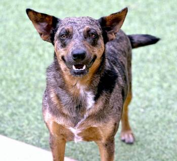 Rescue Australian Cattle Dog Blue Heeler and Cattle Dog Dogs for Adoption in Hondo, Texas - Auburn - Sweet, Shy Project Dog. Wants To Trust. Gives Great BOO | PetCurious