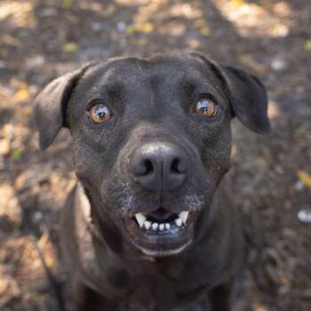 Mixed Breed Dogs Available for Adoption in Largo, Florida - Hershey | PetCurious