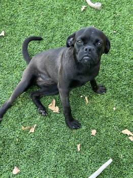 Rescue Pug and Beagle Dogs for Adoption in Granbury, Texas - Puggle | PetCurious