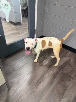 Pit Bull Terrier Dogs Available for Adoption in Trenton, New Jersey - Bubblegum | PetCurious