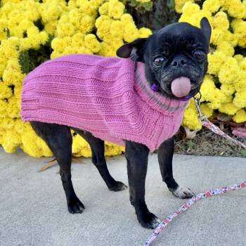 Rescue Pug and Boston Terrier Dogs for Adoption in Marshall, Virginia - Sky | PetCurious